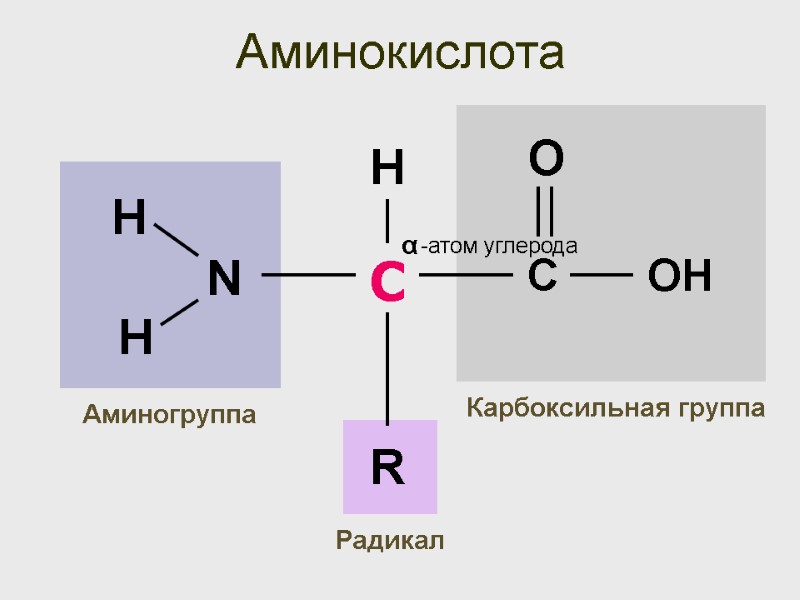 Аминокислота С -атом углерода α Карбоксильная группа Аминогруппа R H Радикал